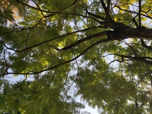 仰视葱郁繁茂的树枝