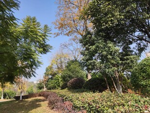 美丽园林景观绿植繁茂