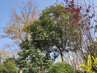 多彩树木装点晴朗天空