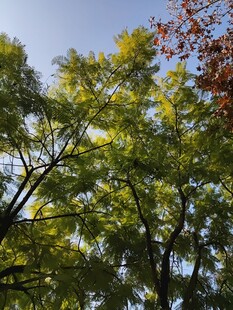 秋日树梢斑斓树叶映蓝天