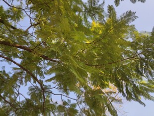 仰视翠绿繁茂的树枝