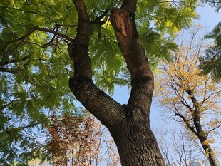 挺拔大树展现自然之美