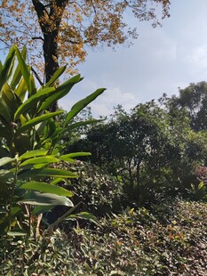 户外繁茂绿植自然景致