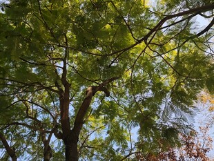 繁茂绿树枝叶间的光影