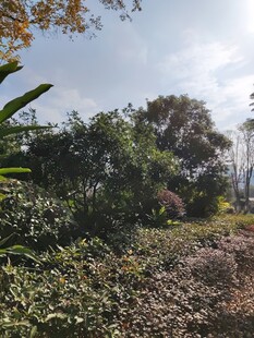 户外繁茂绿植景观