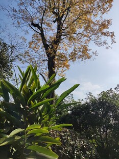 秋日林间树木与绿植景致