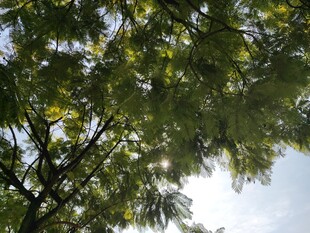 透过枝叶看天空的光影