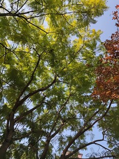 秋日树梢黄绿红交织美景