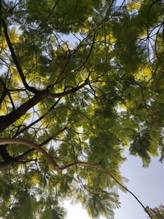 枝叶繁茂的树木景观