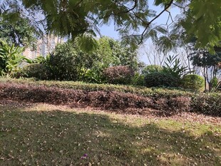 绿意盎然的户外园林景观