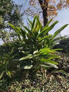 户外翠绿植物景观