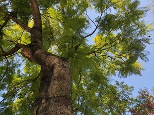 粗壮大树枝叶繁茂