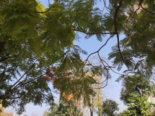 仰视繁茂枝叶的绿意景象