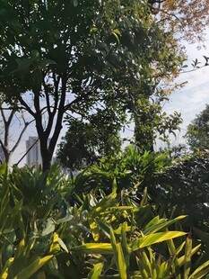 繁茂绿植自然清新景致