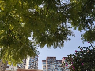 绿树掩映下的城市建筑