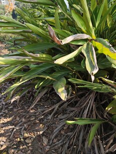 绿叶丛中的白色花朵