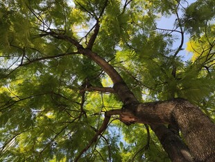 仰视繁茂大树绿意盎然