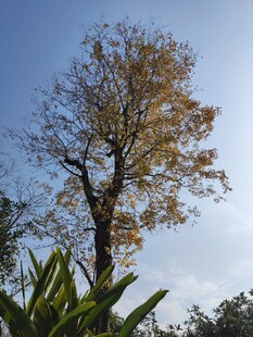 蓝天映衬下的黄叶树木