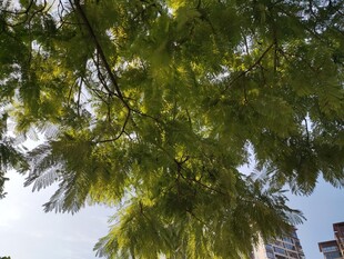 仰视翠绿繁茂的树枝