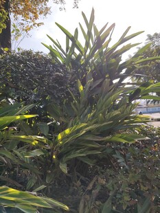 户外翠绿植物景观