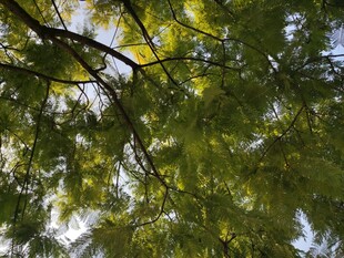 仰视翠绿繁茂的树枝