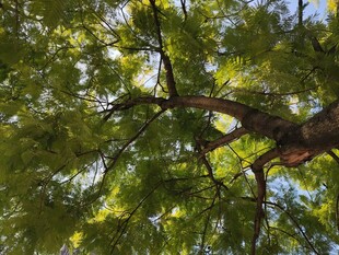 仰视茂密树冠绿意盎然