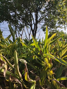 阳光下的繁茂绿植