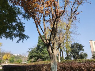 秋日公园树木景致