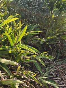 阳光下的翠绿植物