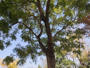 繁茂大树展现自然生机