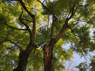 仰观繁茂大树枝叶