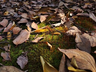 落叶覆盖的苔藓地面