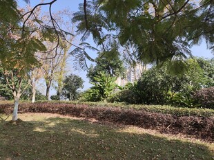 公园绿荫下的宁静景致