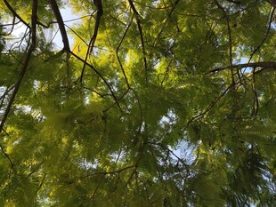 枝叶繁茂的绿色树冠