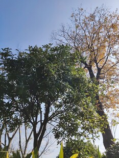 蓝天绿树风景图