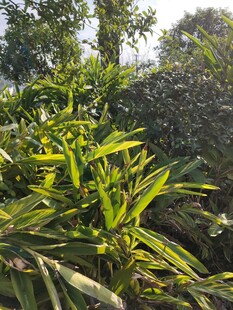 翠绿繁茂的户外植物景观