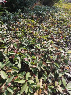 地面铺满多彩落叶景象