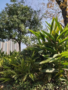 城市中的绿植景观
