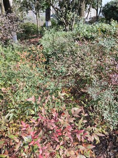 秋日多彩灌木丛景观