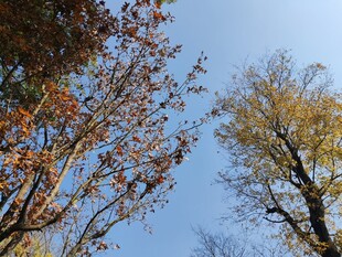 秋日树梢与蓝天美景