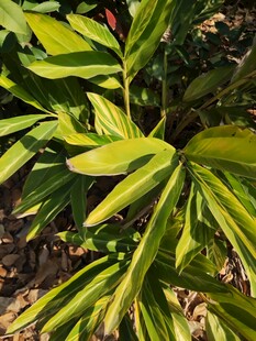 翠绿叶片的植物特写