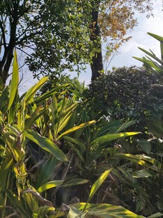 阳光下的翠绿植物景观