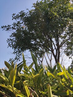 阳光下的绿树与绿植