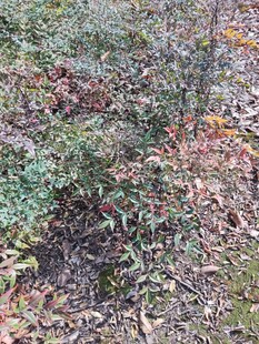 秋日林间植物景象