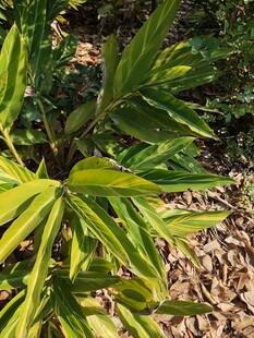 翠绿叶片的植物特写