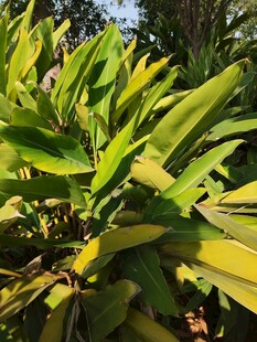 翠绿繁茂的植物叶片