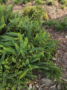 野外丛生的绿色植物