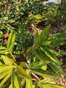 翠绿繁茂的热带植物景观