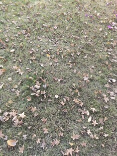 地面散落枯黄落叶