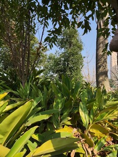 城市中的绿植景观